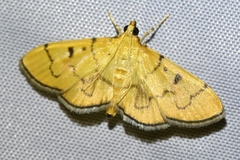 Patania chlorophanta