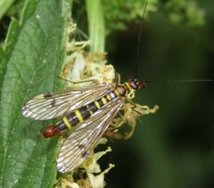 Panorpa cognata