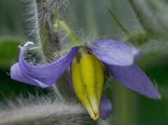 Solanum mammosum
