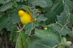 Solanum mammosum