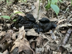 Odocoileus virginianus borealis