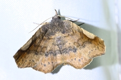 Pangrapta perturbans