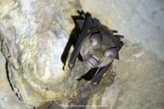 Hipposideros larvatus
