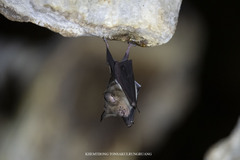 Hipposideros larvatus