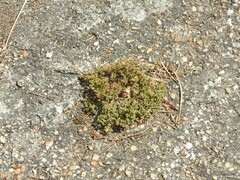 Polycarpon tetraphyllum diphyllum