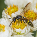 Louis's Club-horned Cuckoo Wasp - Photo (c) bob15noble, some rights reserved (CC BY-NC), uploaded by bob15noble