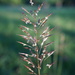 Wild Oat Grass - Photo (c) Han-Ting Liu, some rights reserved (CC BY-NC), uploaded by Han-Ting Liu