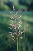 Wild Oat Grass - Photo (c) Han-Ting Liu, some rights reserved (CC BY-NC), uploaded by Han-Ting Liu