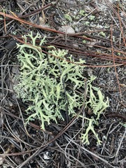 Cladonia leporina