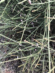 Ephedra fragilis