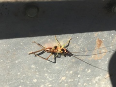 Conocephalus nigropleurum