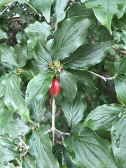 Cornus