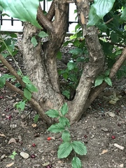 Cornus
