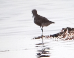 Pluvialis squatarola