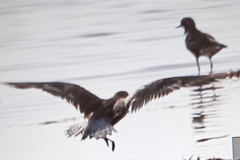 Pluvialis squatarola