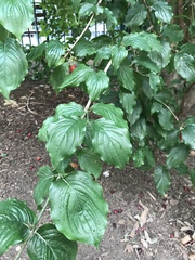 Cornus