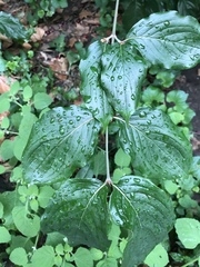 Cornus