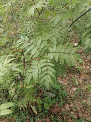 Sorbus sibirica