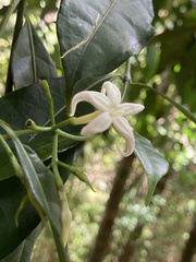 Faramea occidentalis