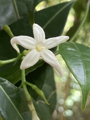 Faramea occidentalis