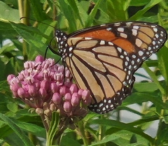 Danaus plexippus