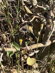 Thorybes dorantes calafia