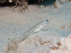 Coryphopterus venezuelae