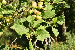 Prunus brigantina