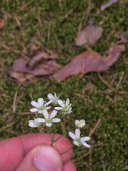 Eremogone procera