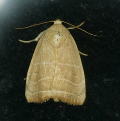 Bagisara rectifascia