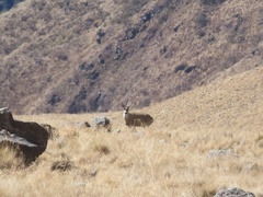 Hippocamelus antisensis