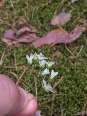 Eremogone procera