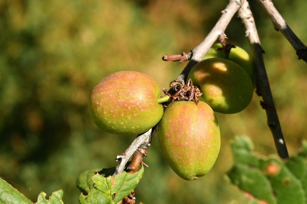 Prunus brigantina — an easy houseplant, prefers full sun light