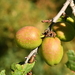 Prunus brigantina - Photo (c) François-Xavier Taxil, algunos derechos reservados (CC BY-NC), subido por François-Xavier Taxil