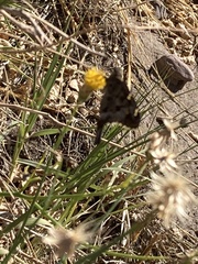 Thorybes dorantes calafia