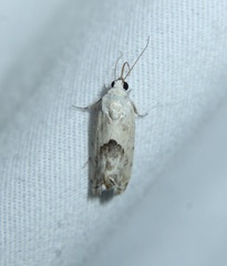 Ponometia libedis
