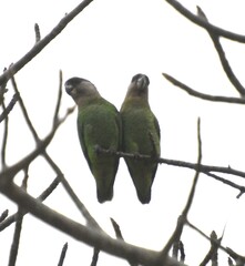 Poicephalus cryptoxanthus