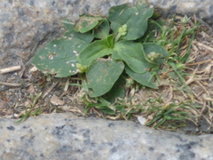 Plantago major