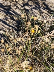 Thorybes dorantes calafia