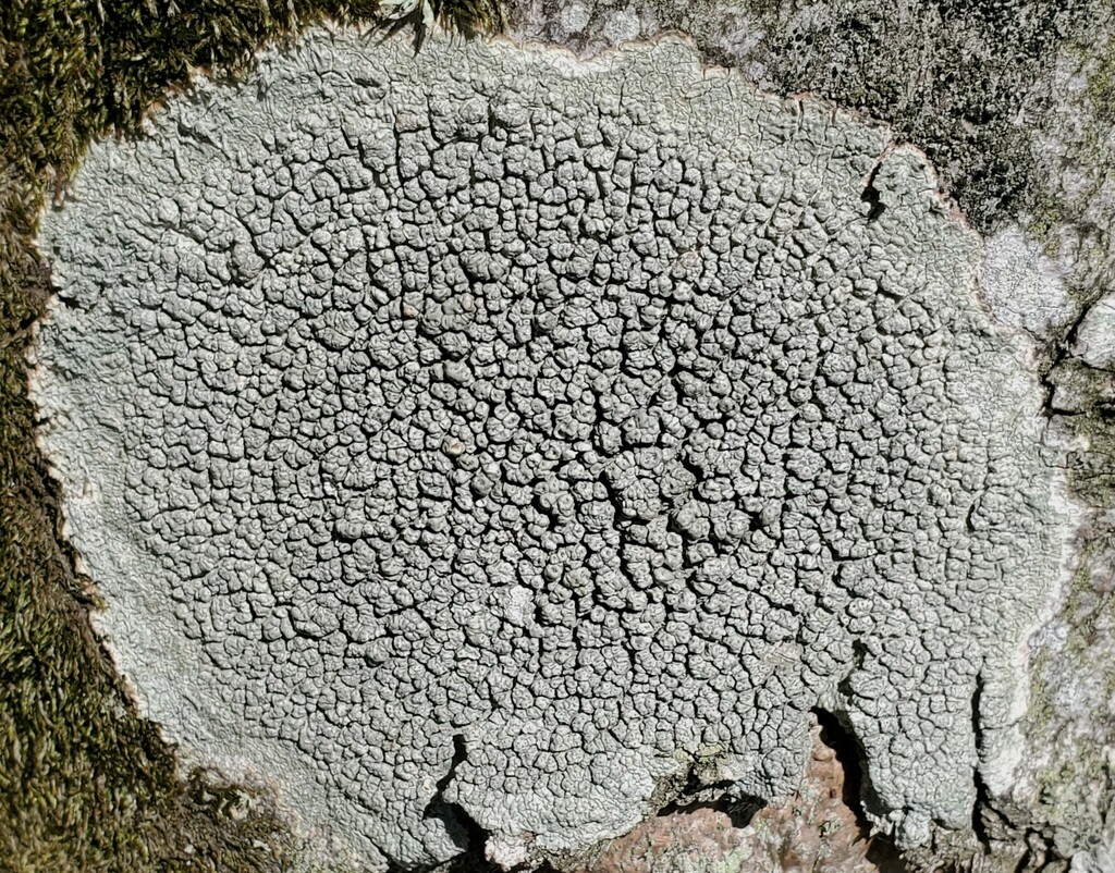 Pertusaria pertusa from Aberdeenshire, UK on August 13, 2022 at 0251