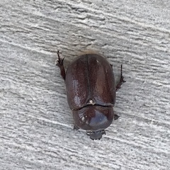 Phyllognathus excavatus