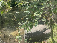 Crataegus kansuensis