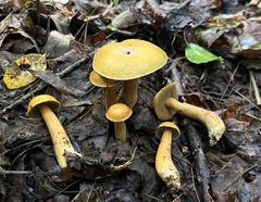 Suillus punctipes