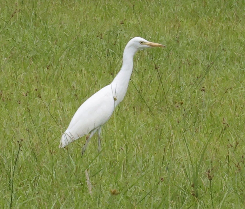 Eastern Cattle Egret From On August 20 2022 At 12 32 PM By   Large 