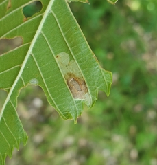 Phyllonorycter argentinotella