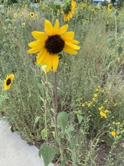 Helianthus