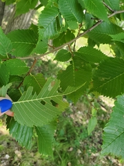 Phyllonorycter argentinotella