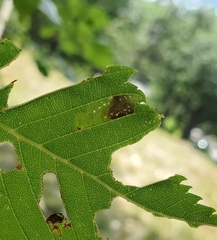 Phyllonorycter argentinotella