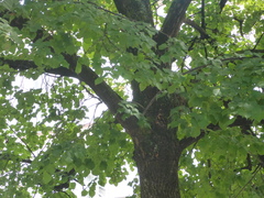 Tilia platyphyllos