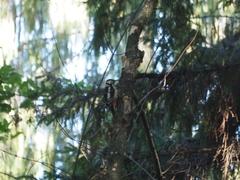 Dendrocopos major